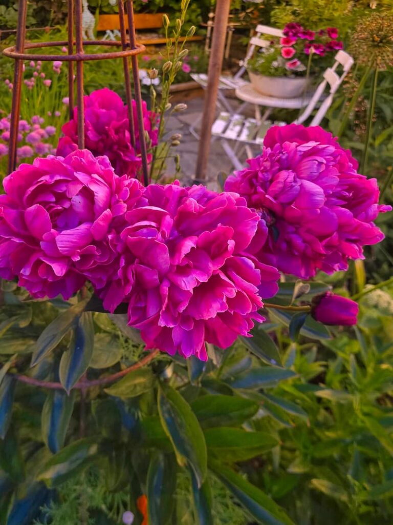fuchsia peonies in the evening cottage garden