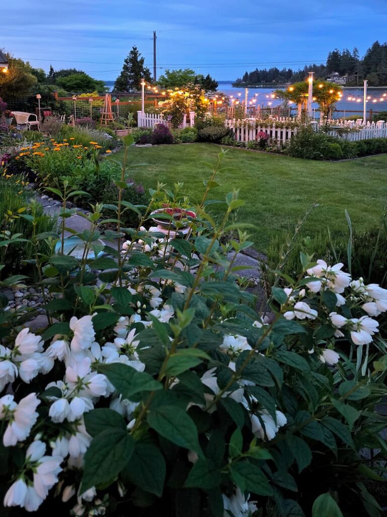 mock orange white blooms and view of cottage garden evening 
