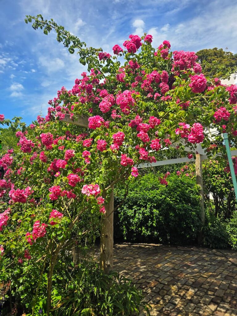 Roche Harbor Resort garden fuchsia rose bush