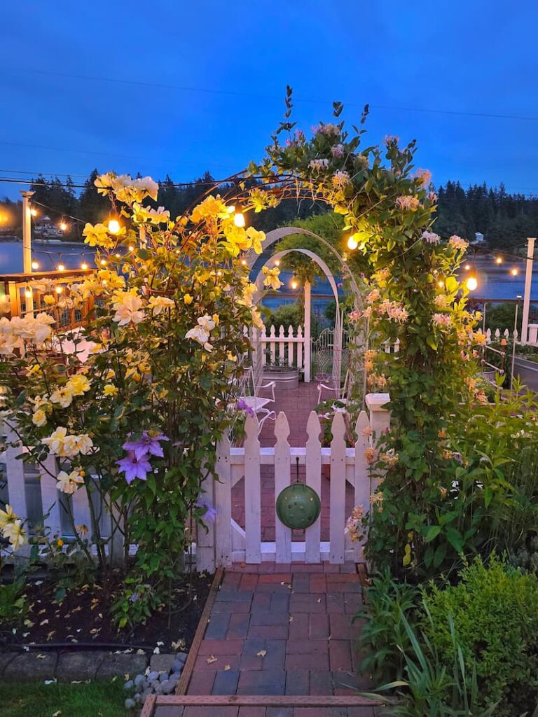 evening view of the cottage garden with yellow roses and white picket fence