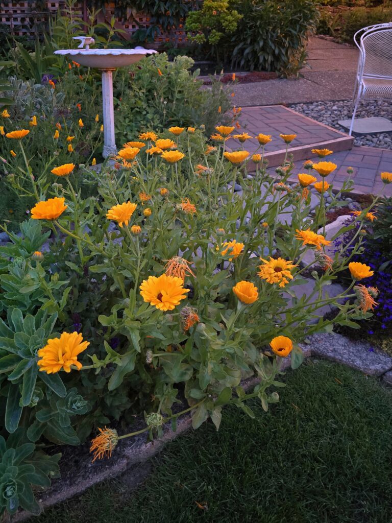 yellow calendula growing in the garden
