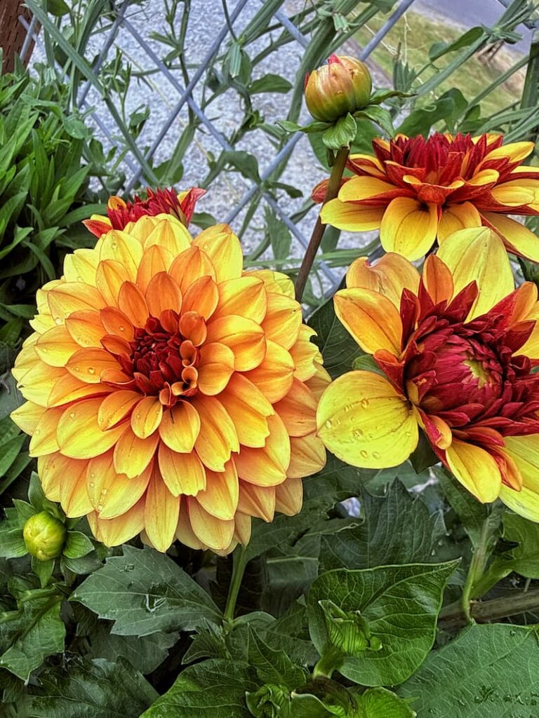 David Howard orange dahlias growing in the garden