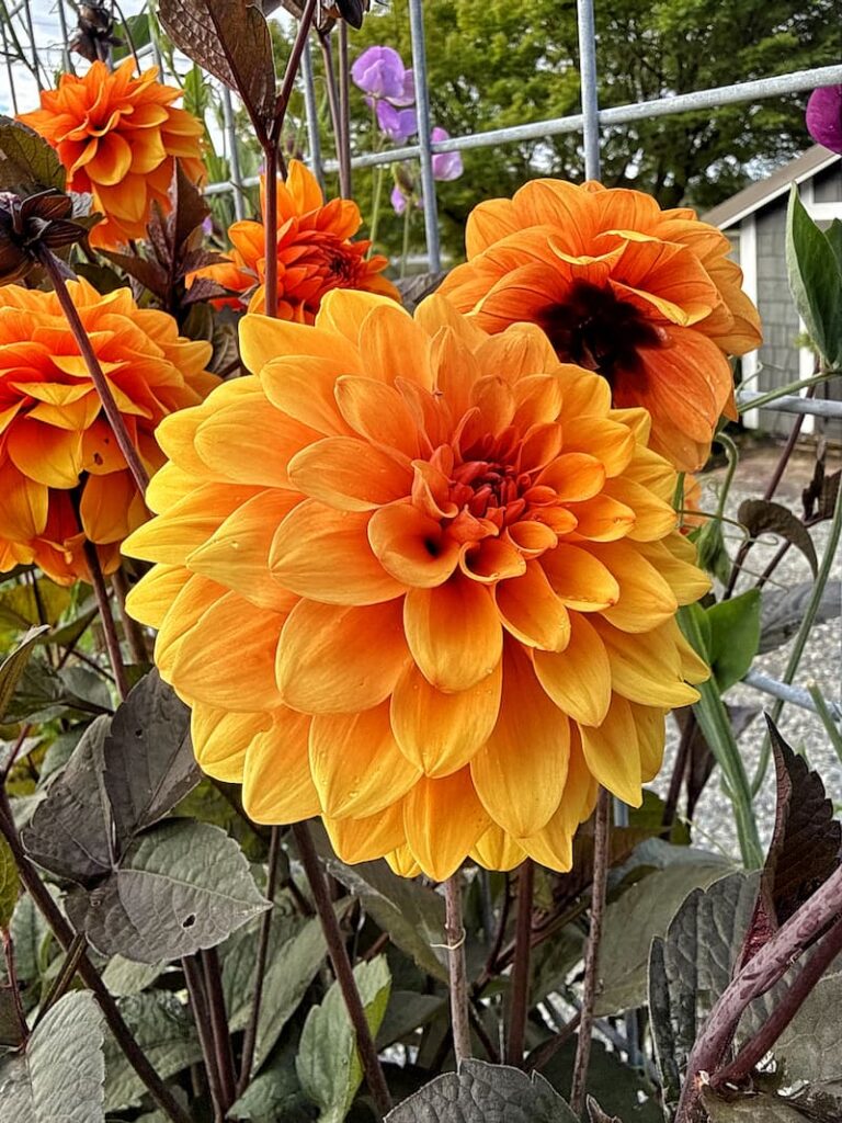 David Howard orange dahlias growing in the garden