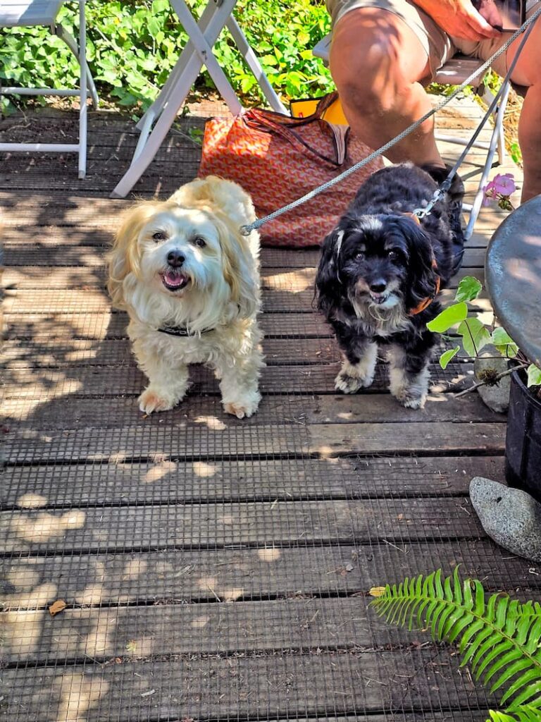 cream and black dogs on leashes