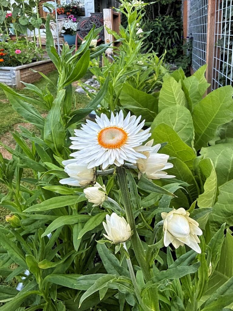 king-sized white strawflowers growing in the cut flower garden