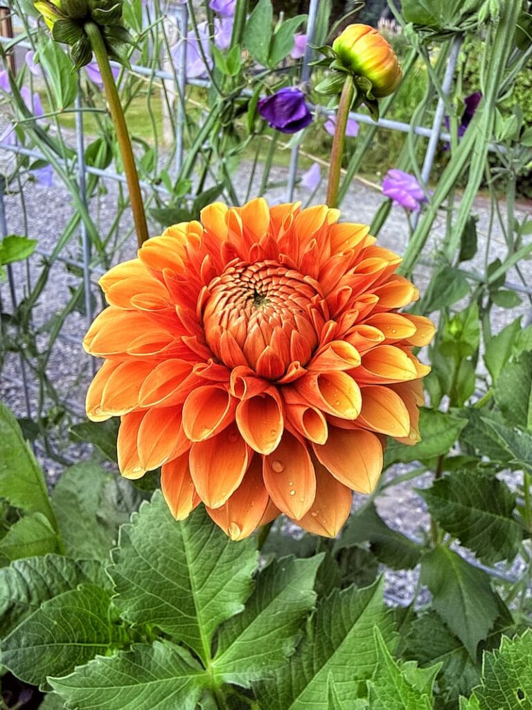 Maarn orange dahlia