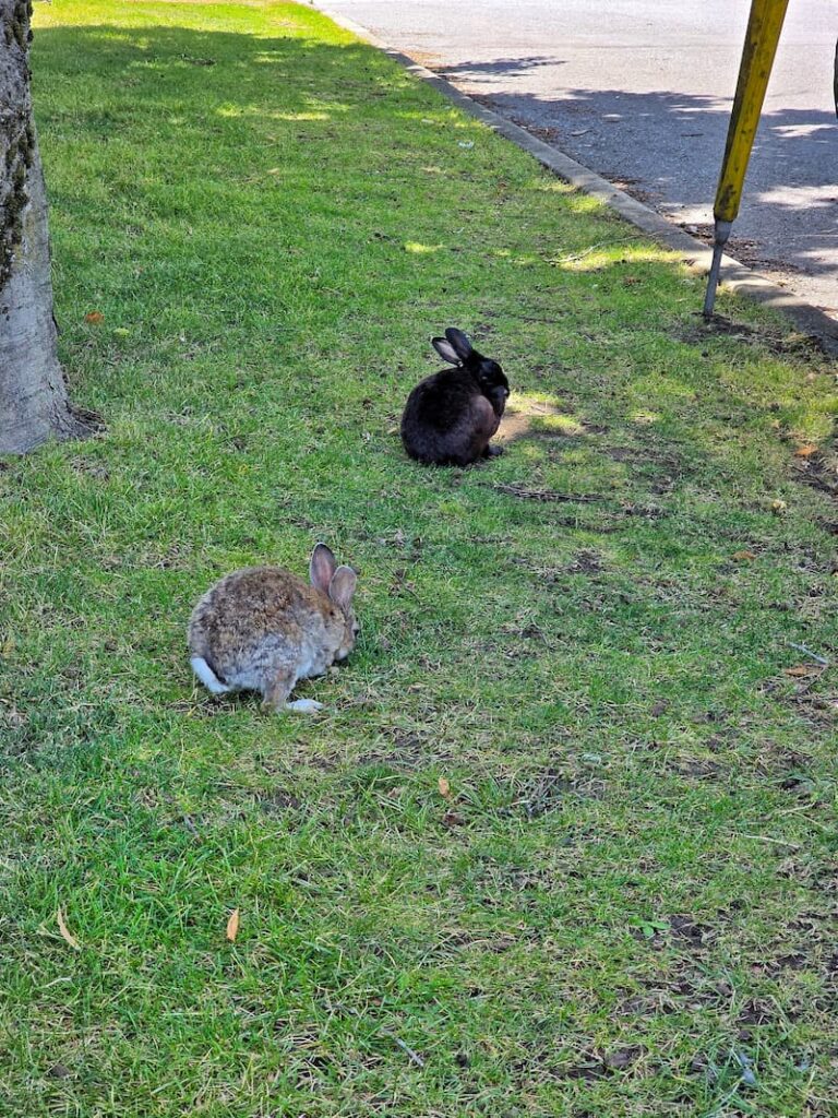 brown and black bunnies on the grass