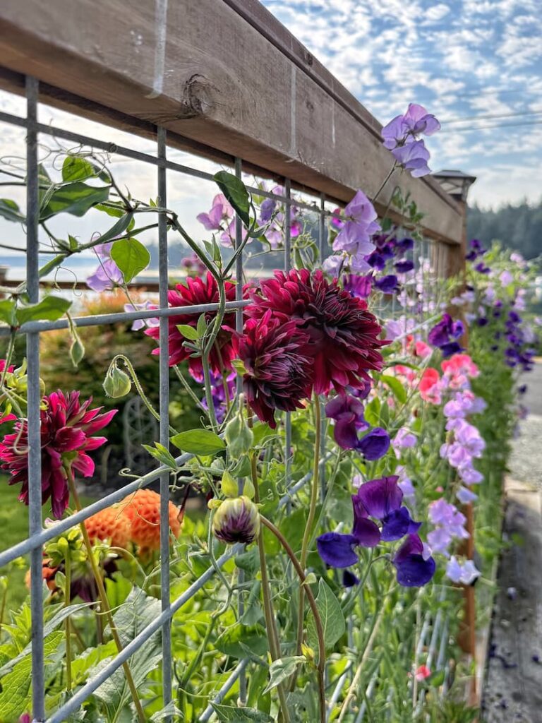 burgundy and orange dahlias among the sweet peas growing along the fence