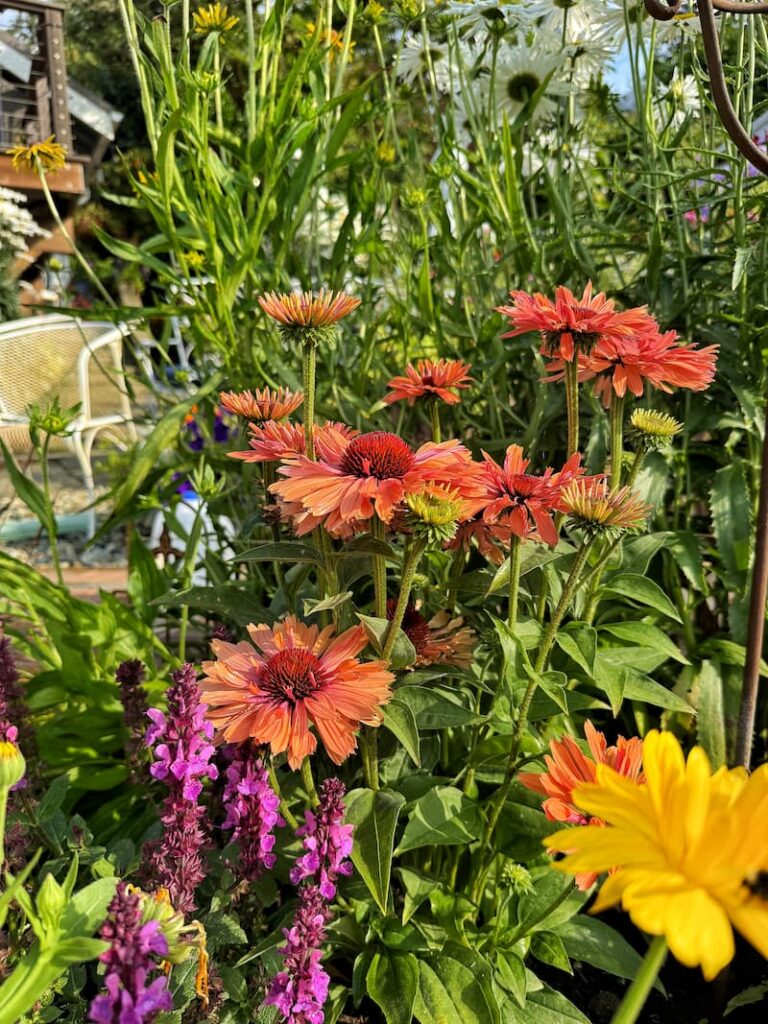 coral colored coneflowers growing in the garden