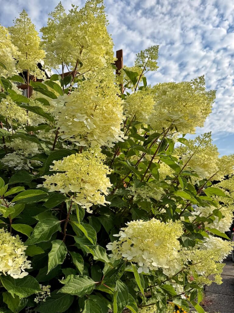 cream colored hydrangeas in the garden