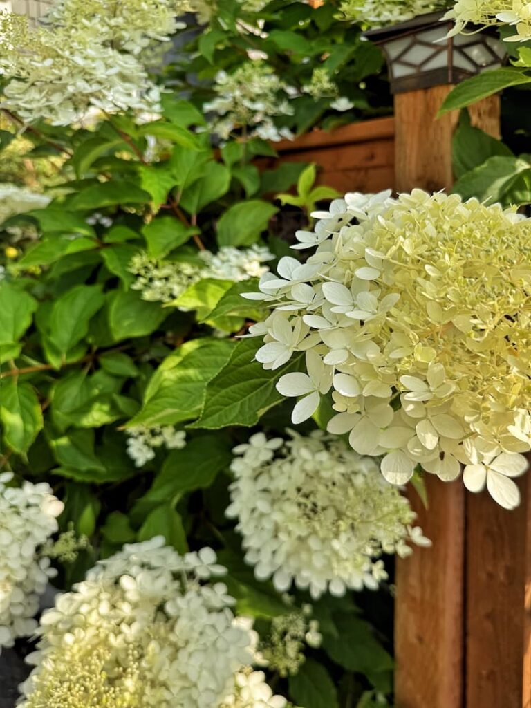 cream colored hydrangeas in the garden
