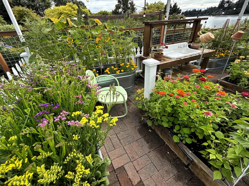 cut flower garden with zinnias and statice