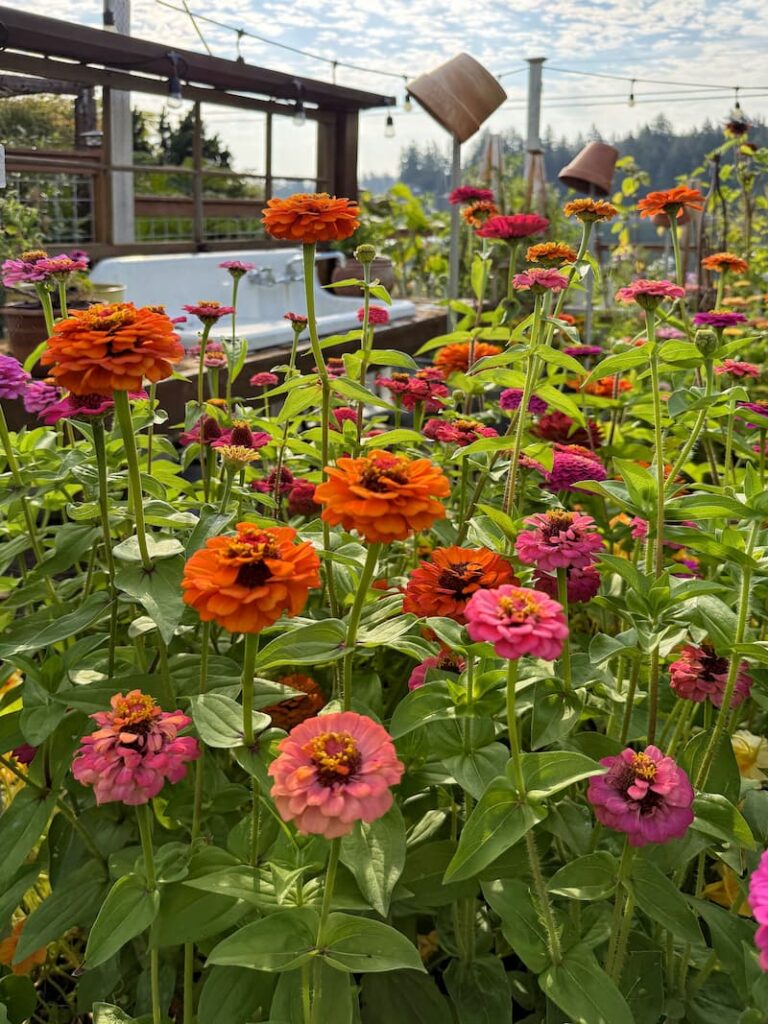 bright orange, and pink zinnias in the cut flower garden