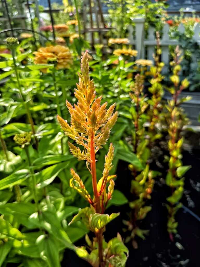 golden colored celosia goring in the cut flower garden