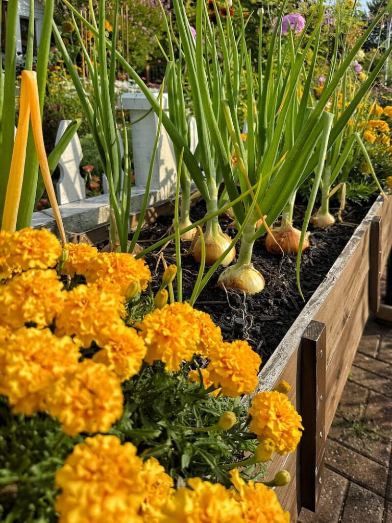 onions and yellow marigolds growing in a raised bed together