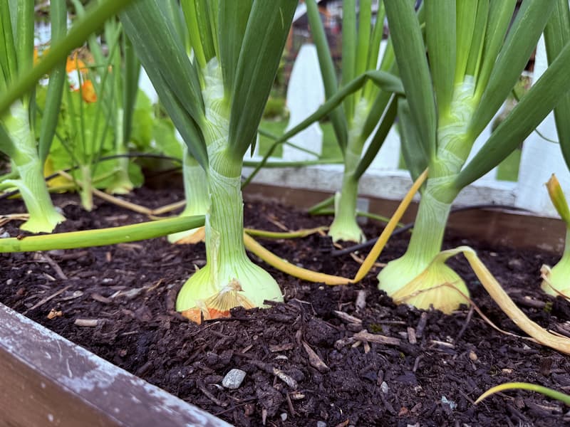 Onions growing in the garden
