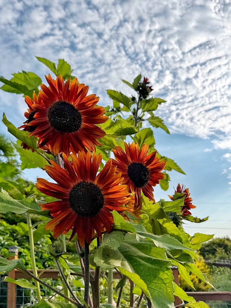 dark orange petaled sunflowers with brown centers