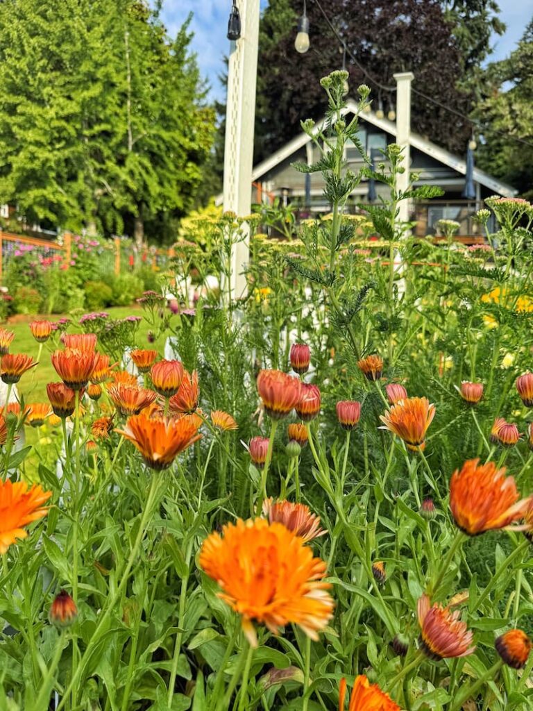 orange calendula growing in the summer garden