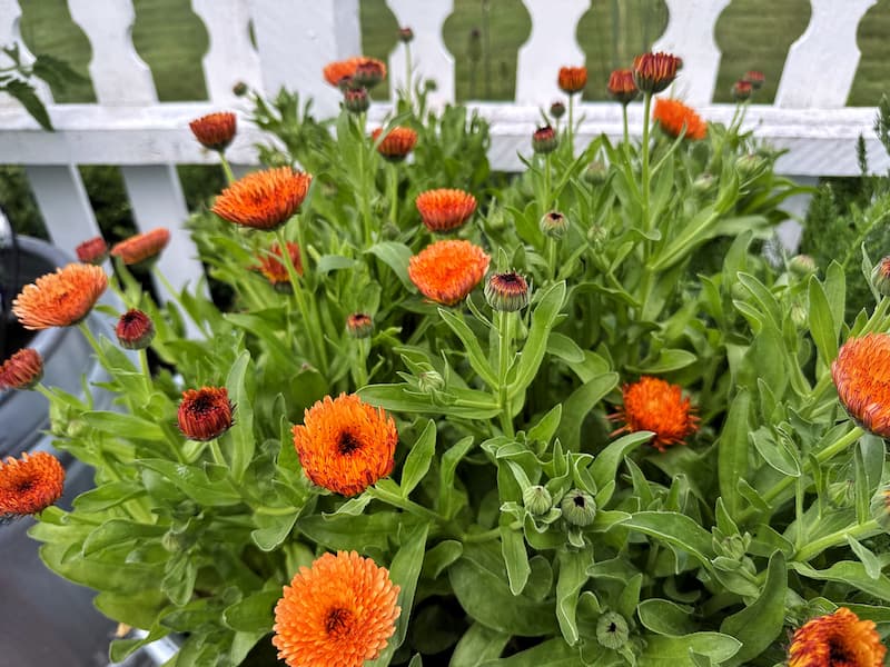 orange calendula growing in the cut flower garden