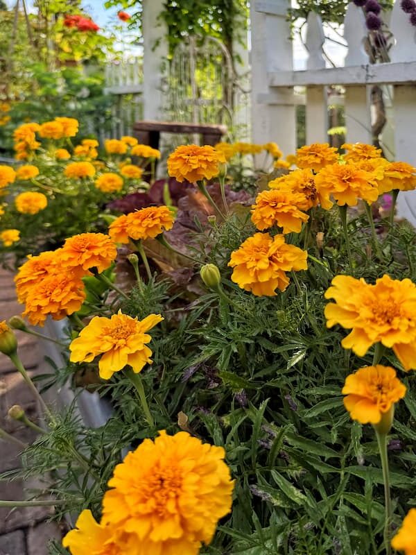 yellow orange colored marigolds growing in the garden