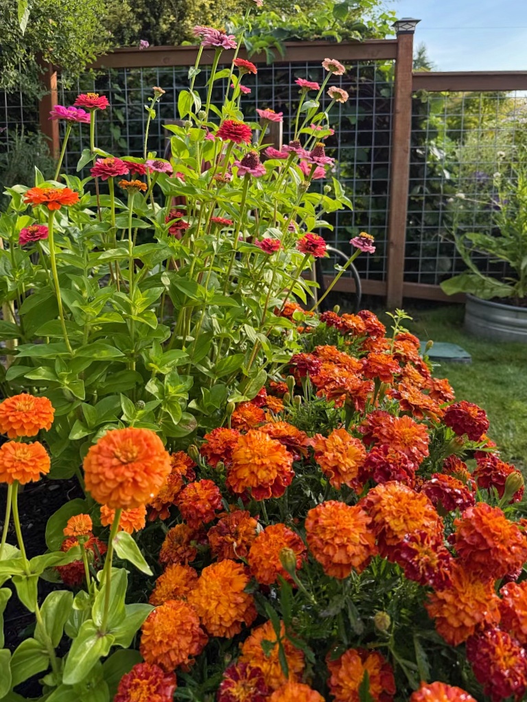 bright orange, and pink zinnias and orange marigolds in the cut flower garden