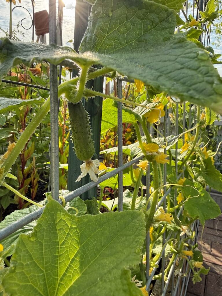 pickle cucumber growing in the garden up the trellis