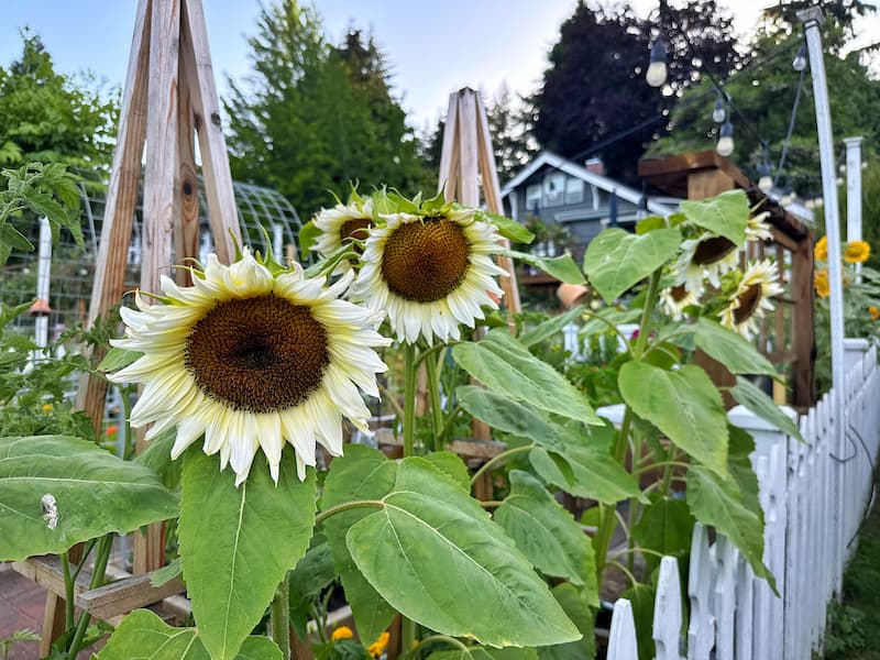 pro cut white nite sunflowers growing in the cut flower white picket fence garden