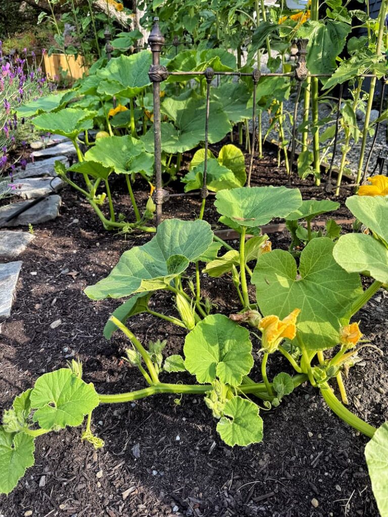 pumpkin patch in a small garden