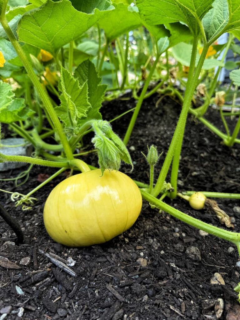 pumpkins starting to grow in the pumpkin patch