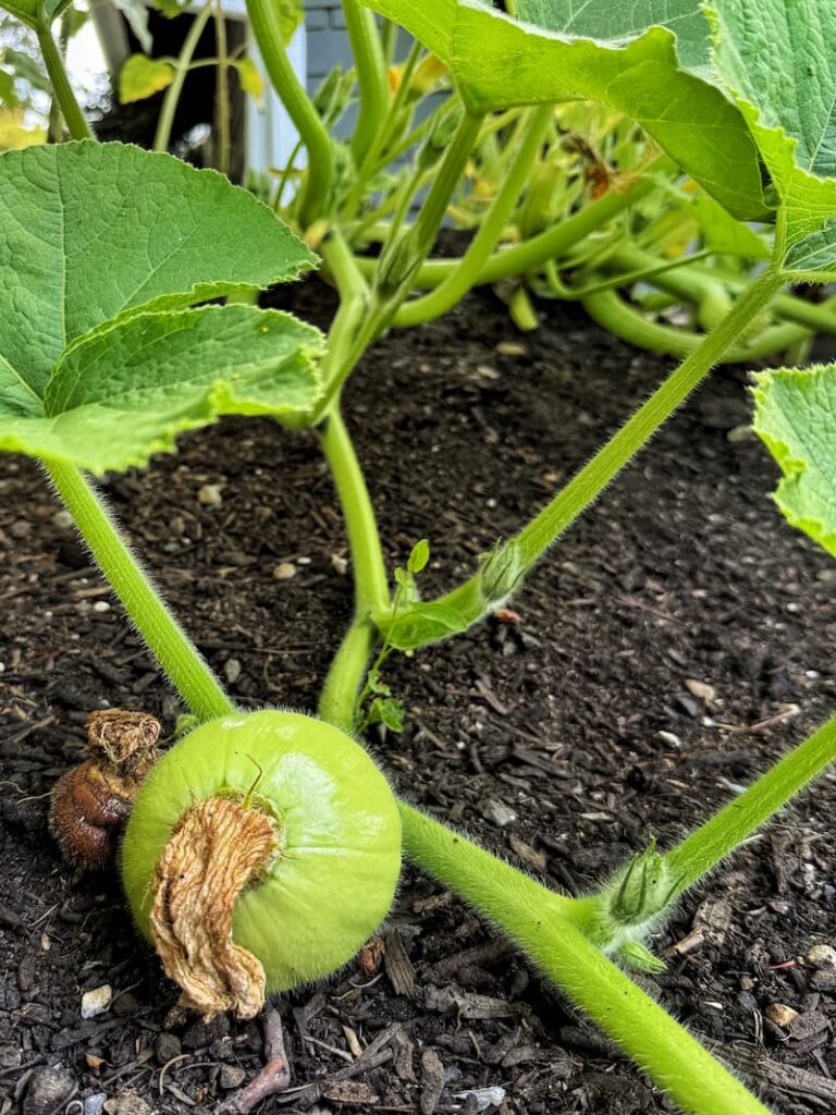 pumpkins starting to grow in the pumpkin patch