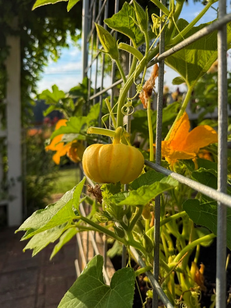 small orange pumpkin growing up the trellis