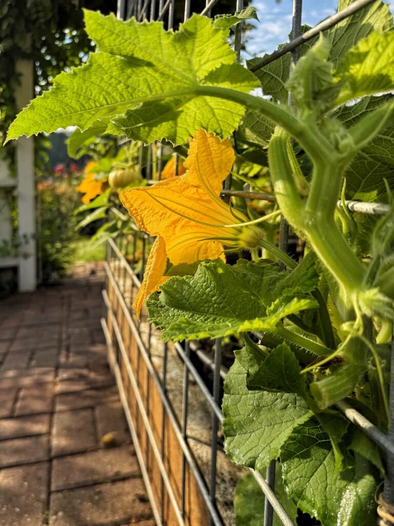 pumpkin vines in the garden