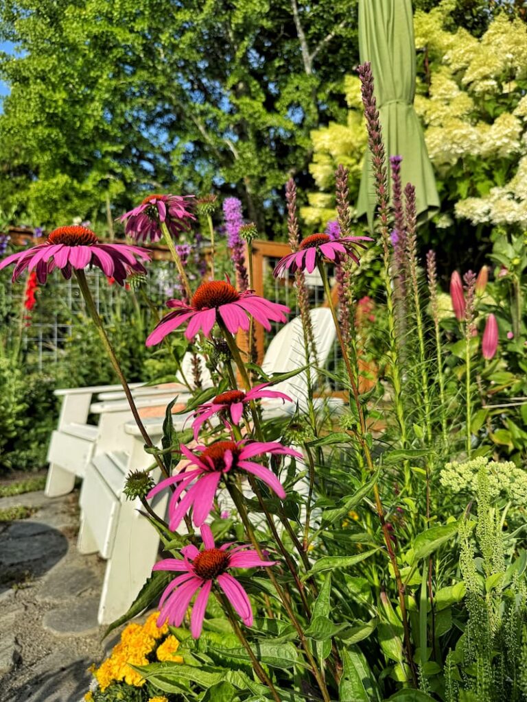 purple coneflowers in the garden