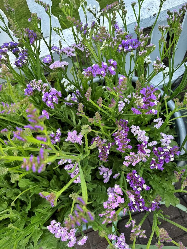 purple statice growing in the cut flower garden