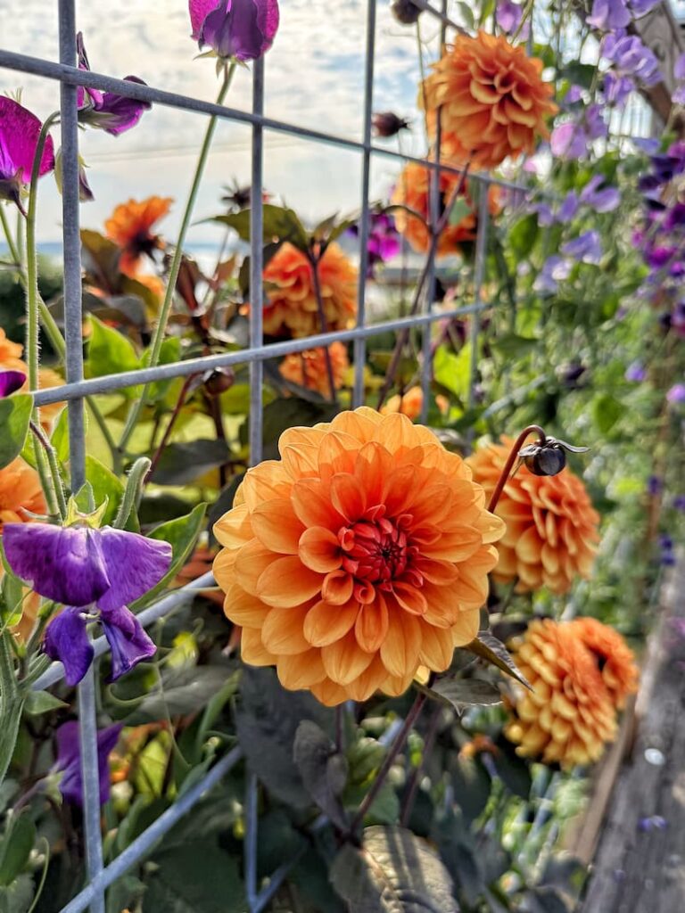 orange dahlias and purple sweet peas growing along the fence