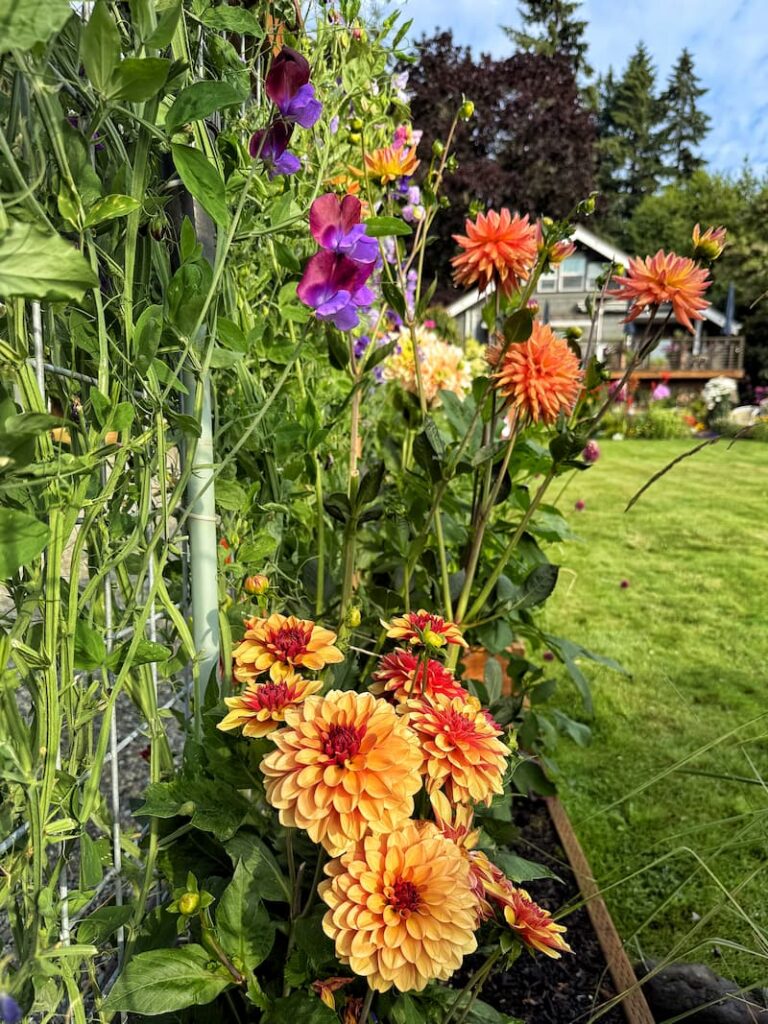 orange dahlias and purple sweet peas growing along the fence