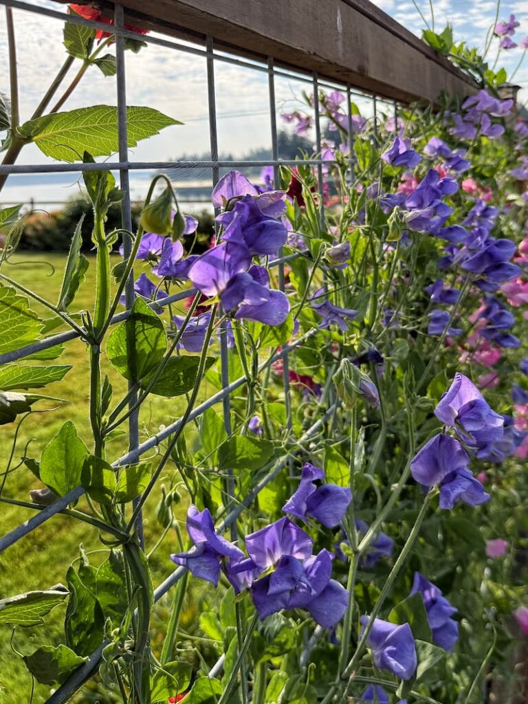 purple sweet peas growing along the garden fence