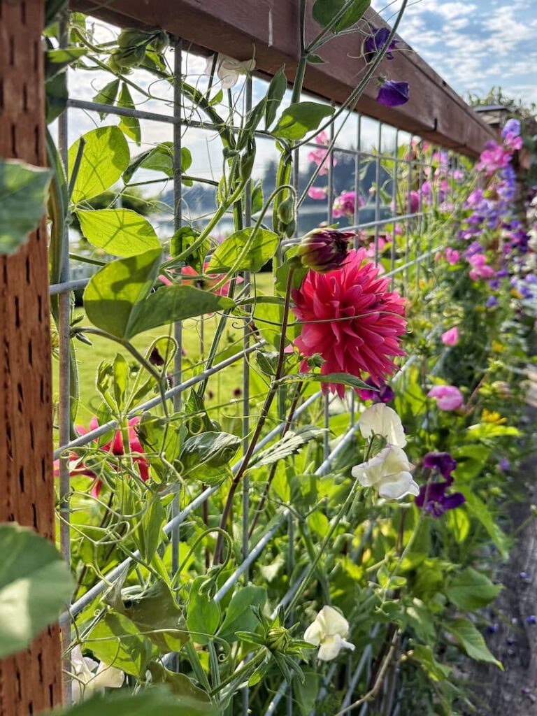 fuchsia dahlia among the sweet peas growing along the fence