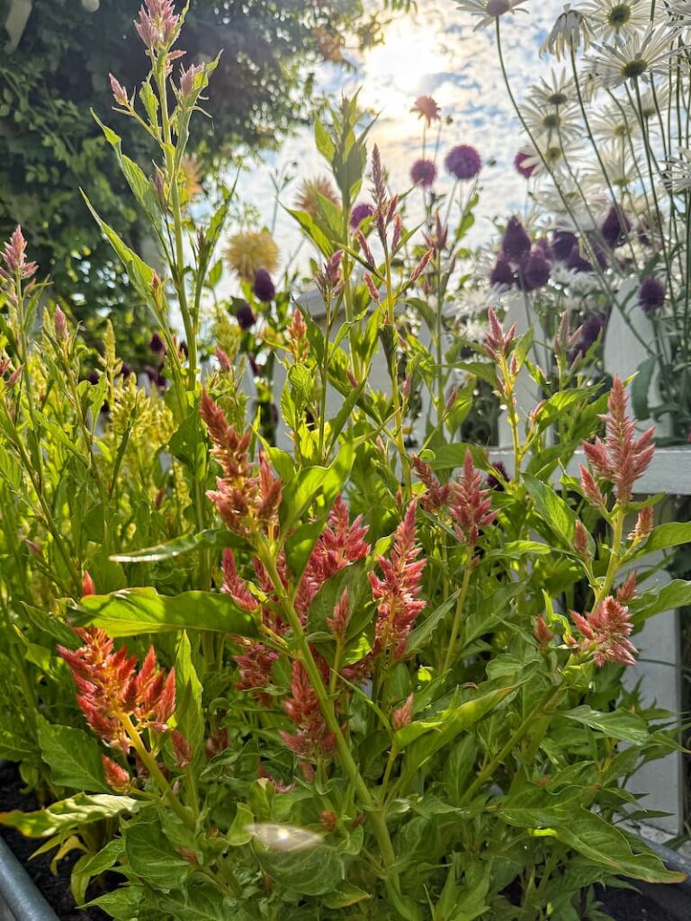 salmon colored celosia growing in front of a white picket fence