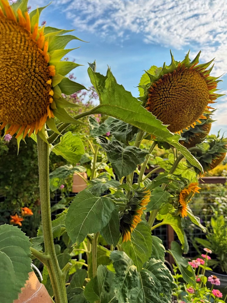 yellow sunflowers growing in the garden