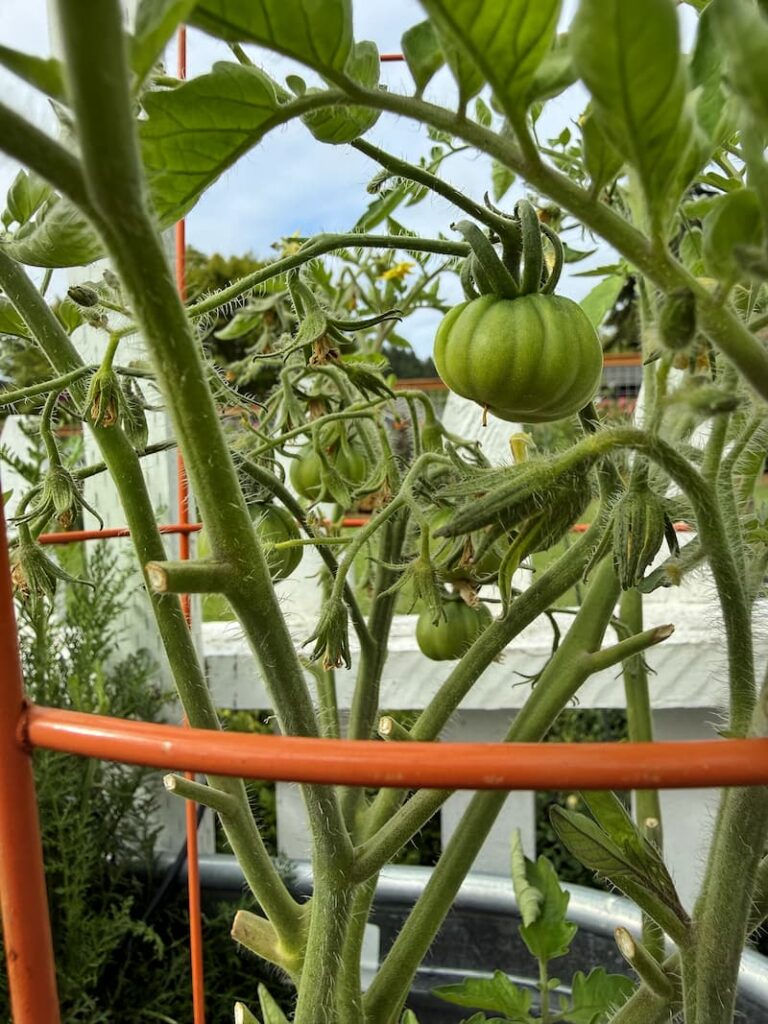 unripened tomato plants growing in the garden
