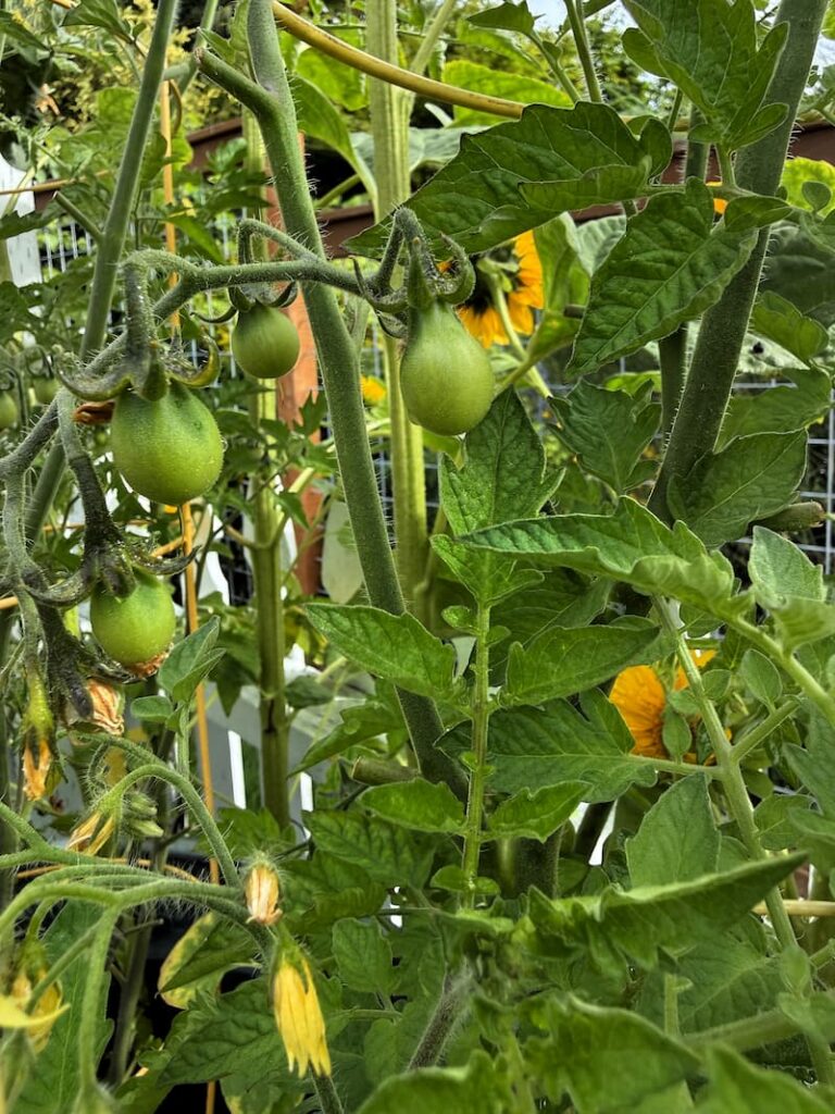unripened tomato plants growing in the garden