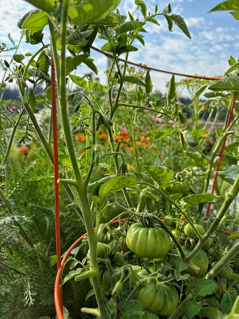 unripened green tomatoes growing in the garden