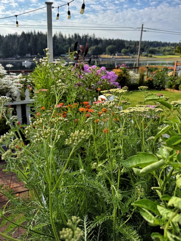 yarrow growing in the cut flower garden