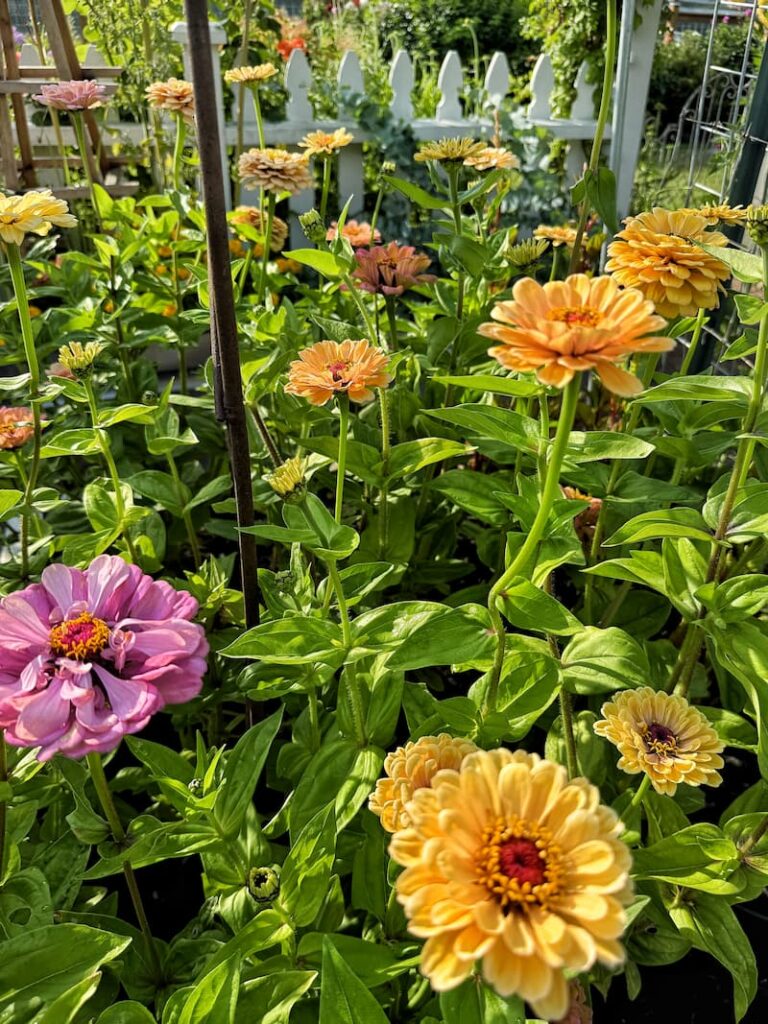 yellow, orange, and pink zinnias in the cut flower garden