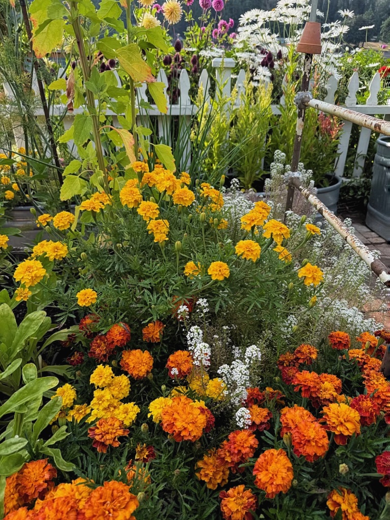yellow and orange colored marigolds growing in the garden