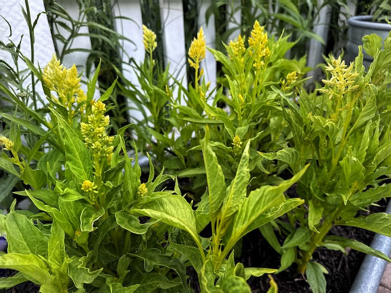 yellow celosia growing in the cut flower garden