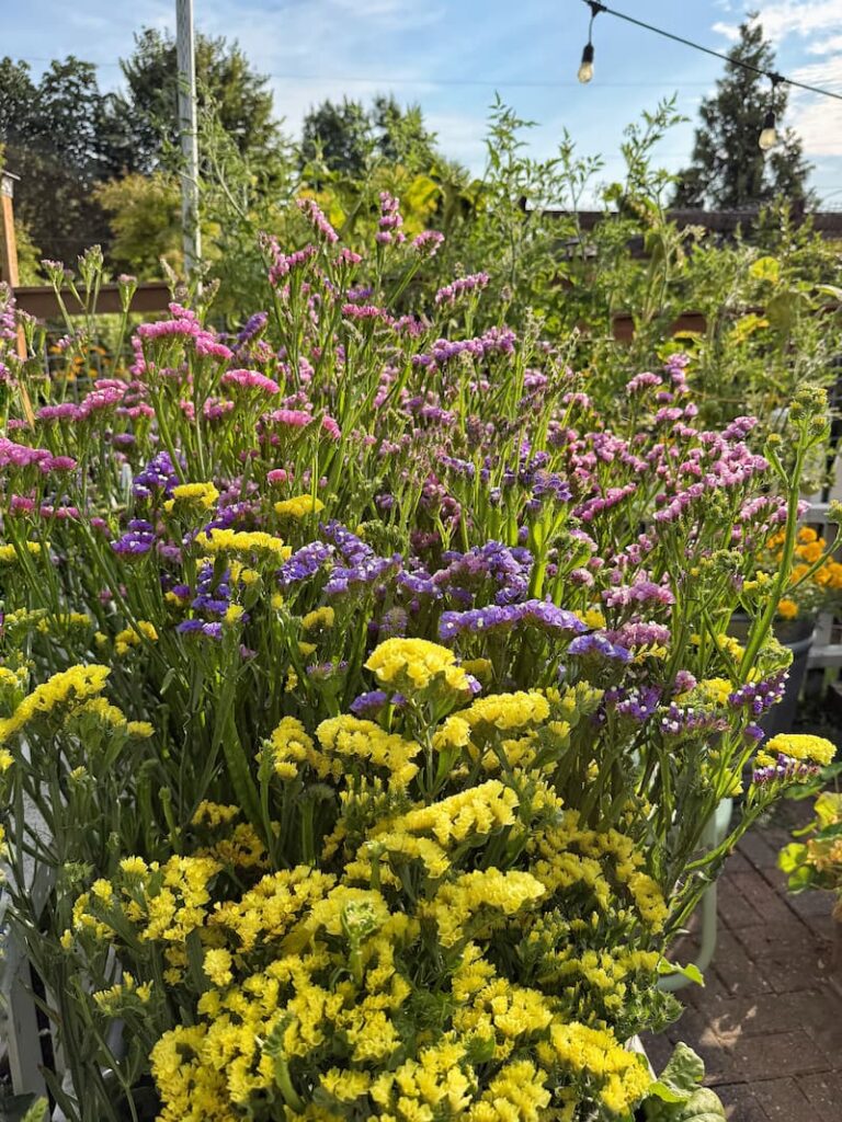 yellow, rose, and purple statice growing in the garden