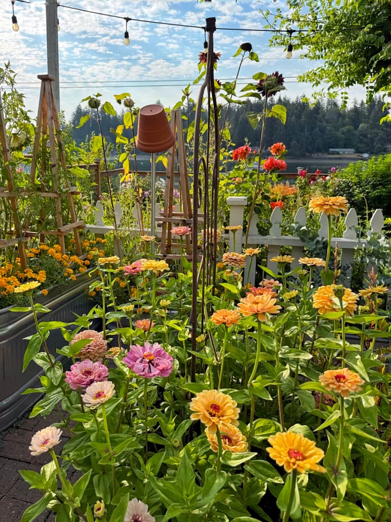 yellow, orange, and pink zinnias in the cut flower garden