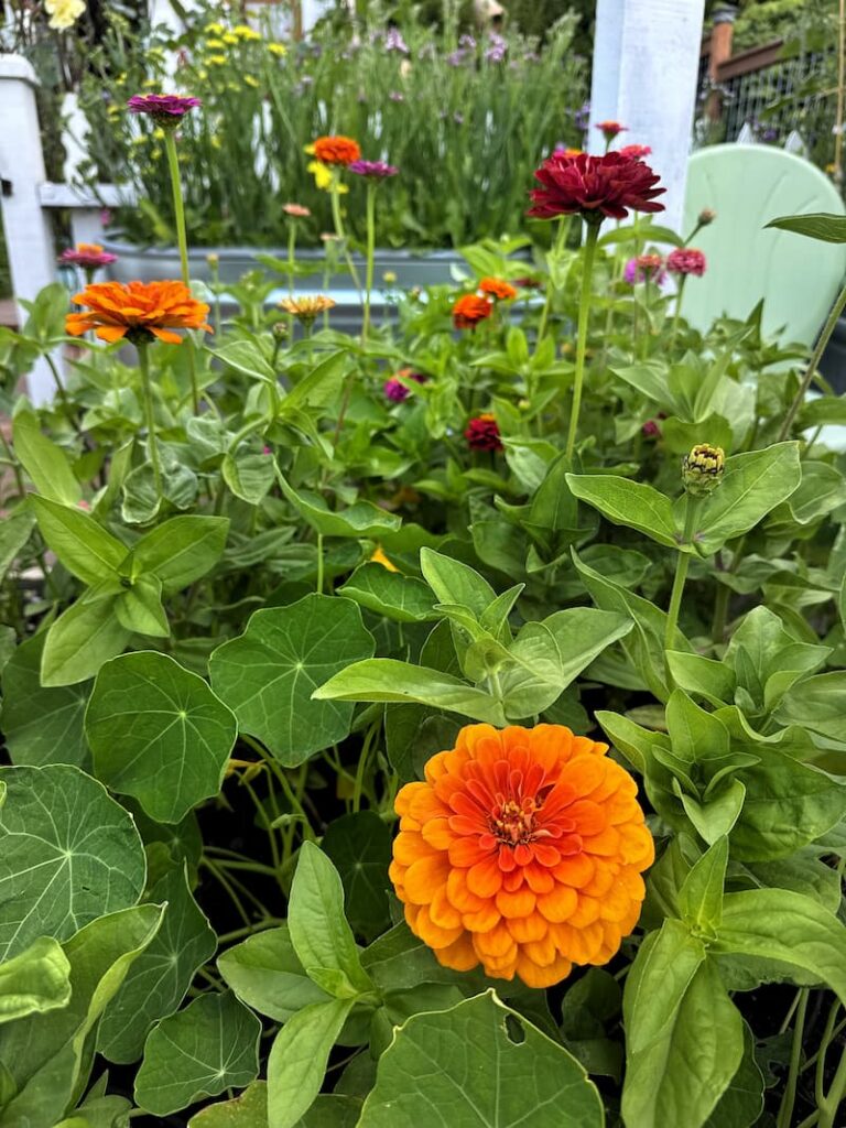 orange and burgundy zinnias growing in the cut flower garden